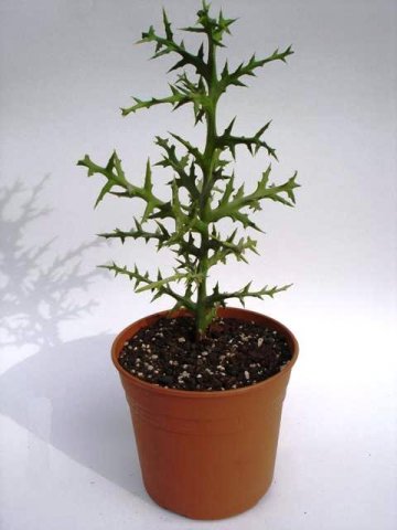 Euphorbia_stenoclada